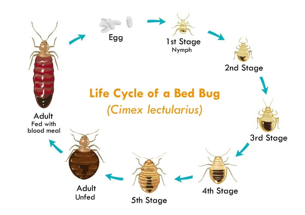 Life Cycle of a Bed Bug